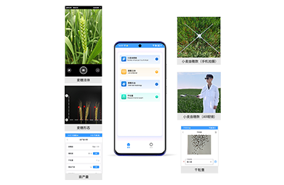 辽阳市小麦亩穗数分析仪IN-XM02