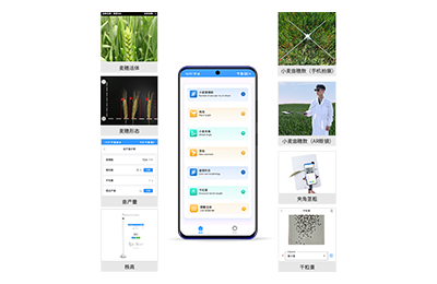 辽阳市小麦表型测量仪IN-XM05